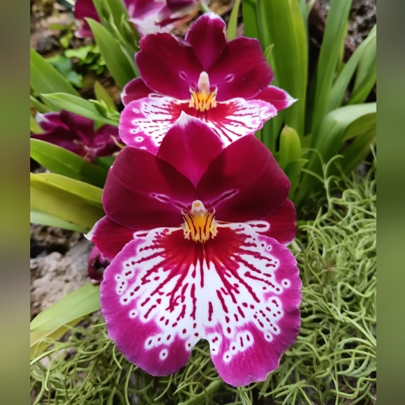 Posh Ambassador II ππ½ - Picture 16 of 16